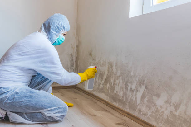 Licensed Mold Inspection service in Middleburg, FL - WQB Mold Removal